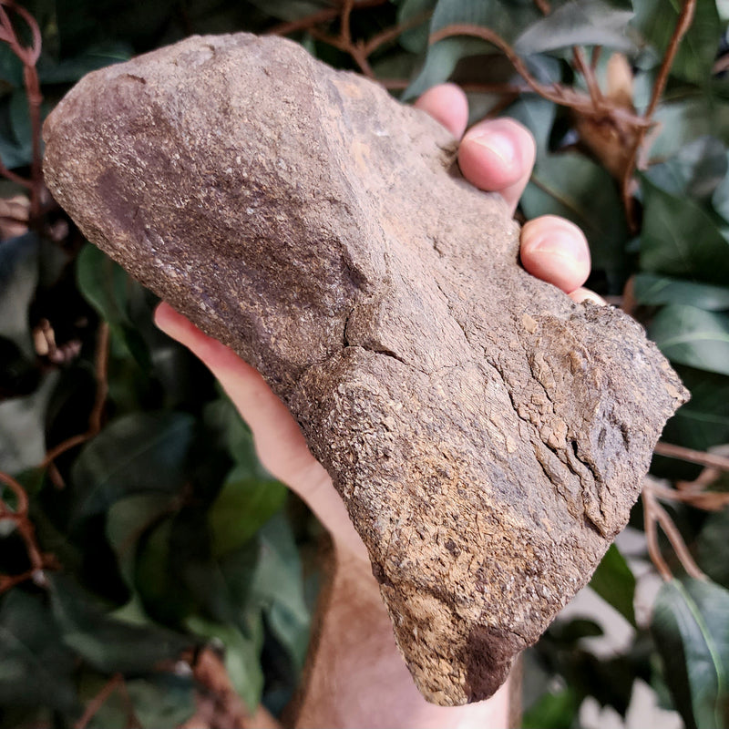 Triceratops Toe Bone (Ex-Museum)