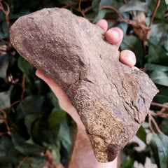 Triceratops Toe Bone (Ex-Museum)