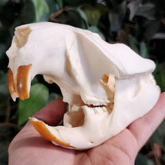 North American Beaver Skull (Chipped Tooth)