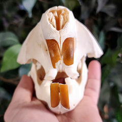 North American Beaver Skull (Chipped Tooth)