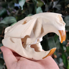 North American Beaver Skull (Chipped Tooth)