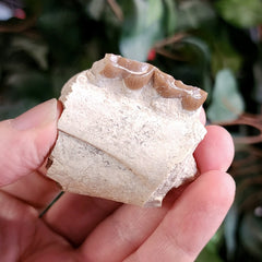 Oreodont Fossil Jaw Segment B