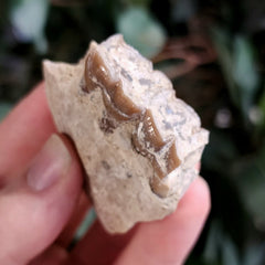 Oreodont Fossil Jaw Segment B