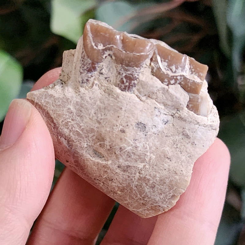 Oreodont Fossil Jaw Segment B