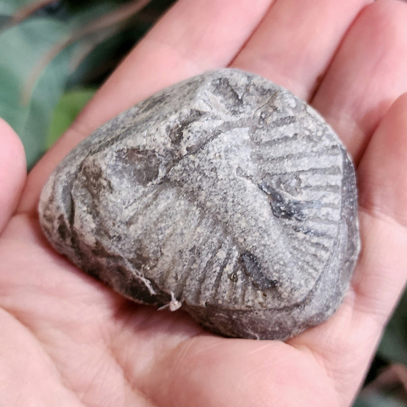 Ontario Trilobite Tail (Trilobutt) B