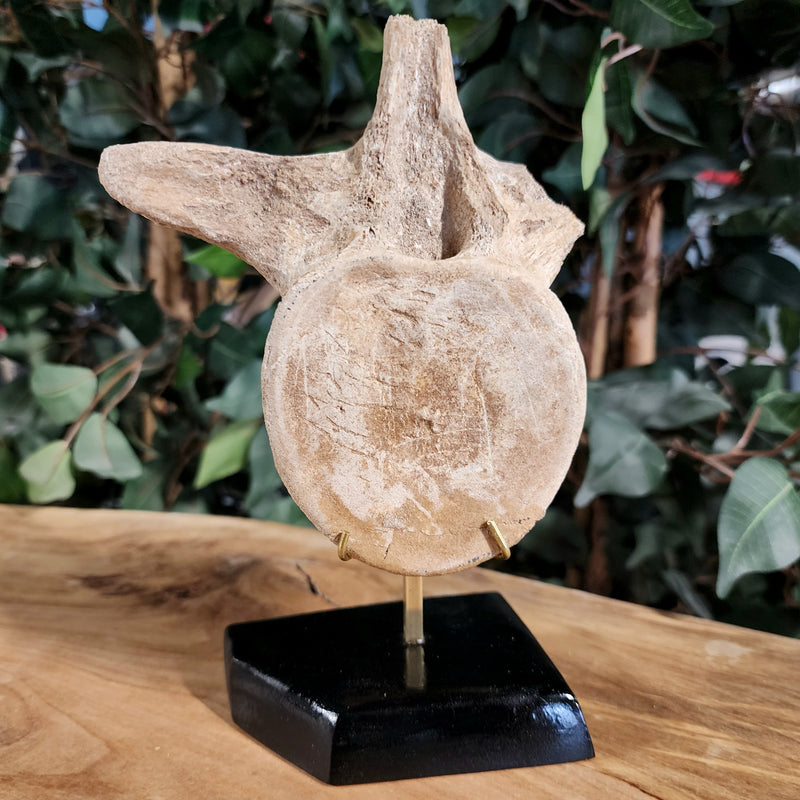 Mosasaur Vertebrae, On Stand A