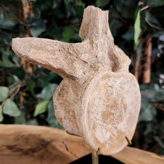 Mosasaur Vertebrae, On Stand A