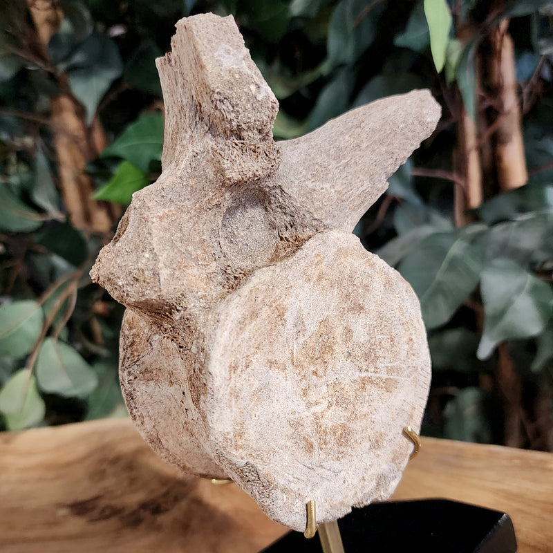 Mosasaur Vertebrae, On Stand A