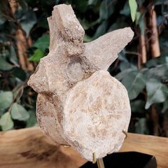 Mosasaur Vertebrae, On Stand A