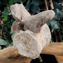 Mosasaur Vertebrae, On Stand A