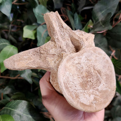 Mosasaur Vertebrae, On Stand A