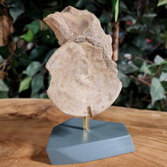 Mosasaur Vertebrae, On Stand B