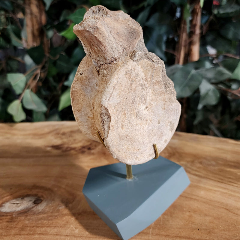 Mosasaur Vertebrae, On Stand B