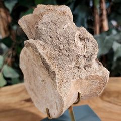Mosasaur Vertebrae, On Stand B