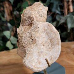 Mosasaur Vertebrae, On Stand B