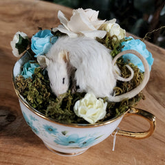 Mouse Taxidermy, Isabella