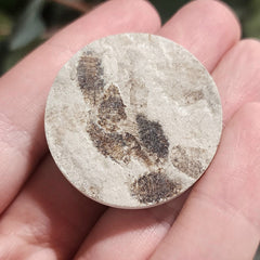 Fossil Maggots (Green River), B