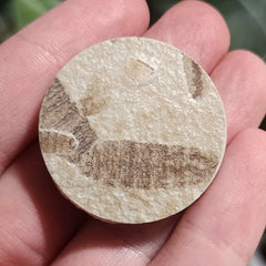 Fossil Maggots (Green River), C