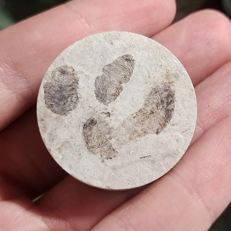 Fossil Maggots (Green River), D