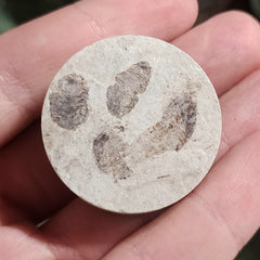 Fossil Maggots (Green River), D