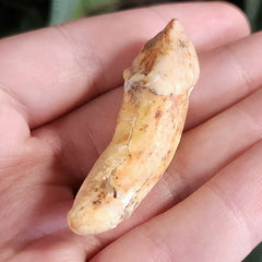 Cavebear Incisor Tooth A