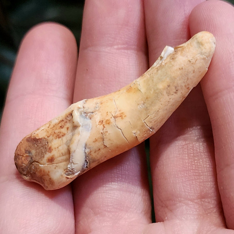 Cavebear Incisor Tooth A
