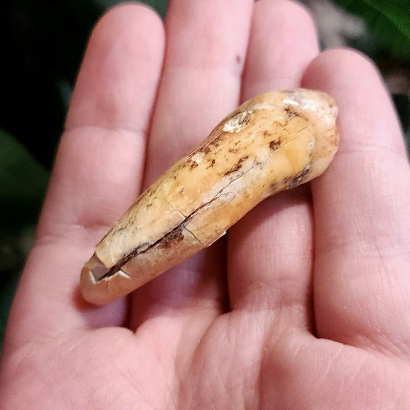 Cavebear Incisor Tooth A
