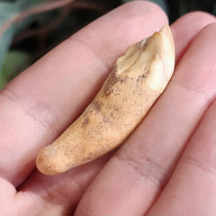 Cavebear Incisor Tooth B