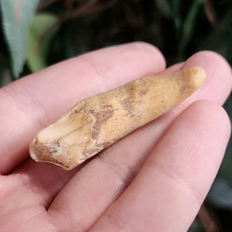Cavebear Incisor Tooth B