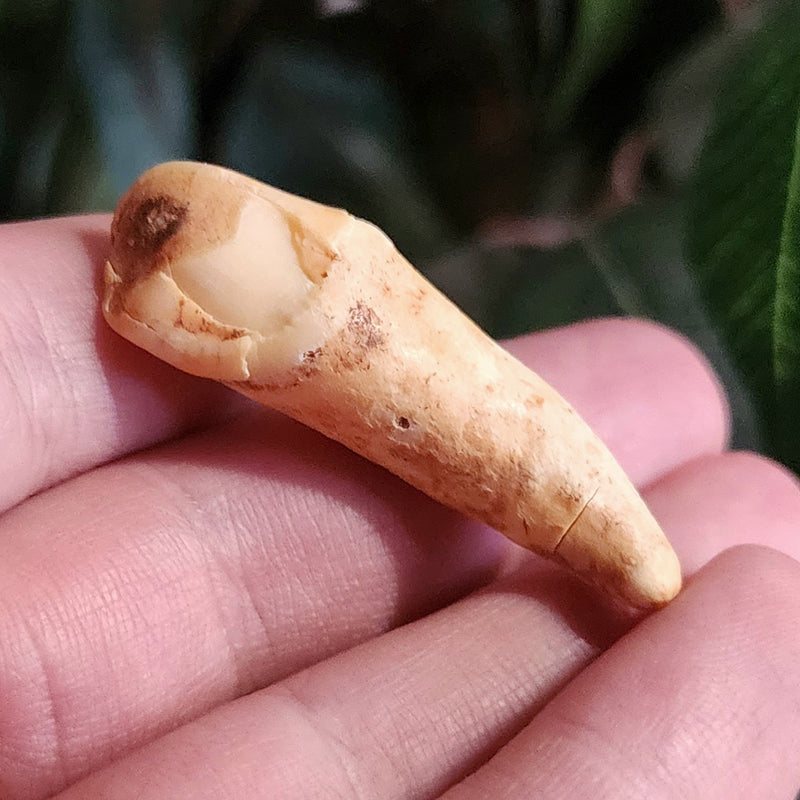 Cavebear Incisor Tooth C