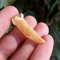 Cavebear Incisor Tooth D