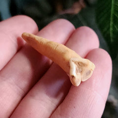 Cavebear Incisor Tooth D