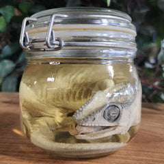 Panther Chameleon, Wet Specimen (Ex-Museum)