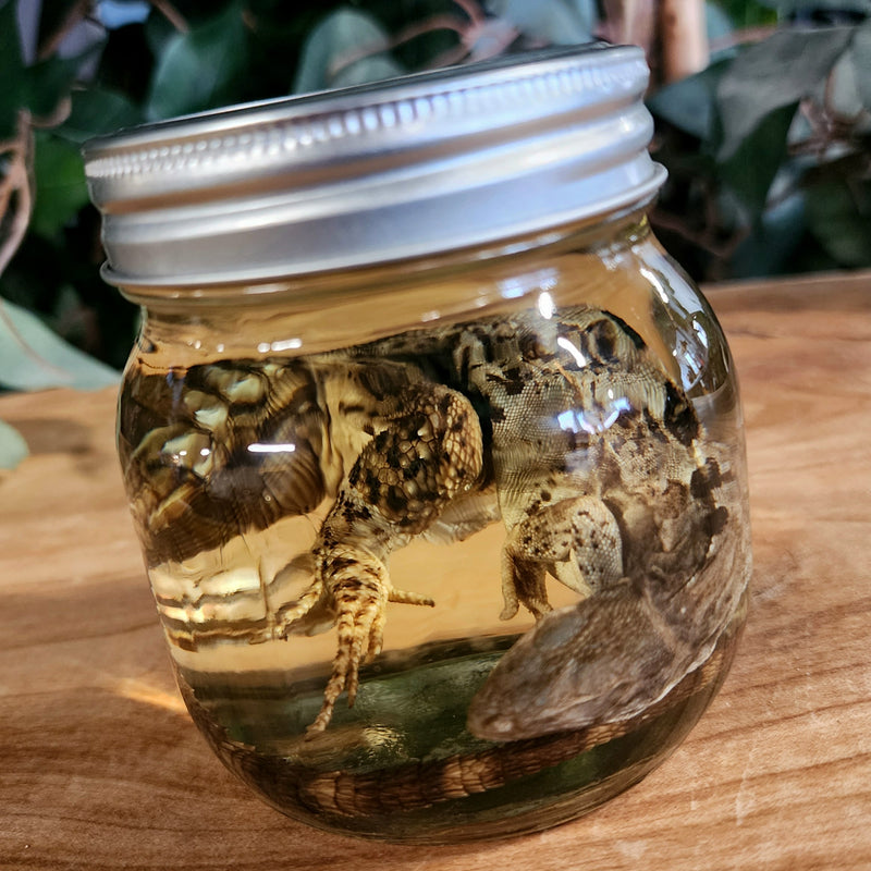 Madagascar Spiny-Tailed Iguana Wet Specimen (Ex-Museum) A