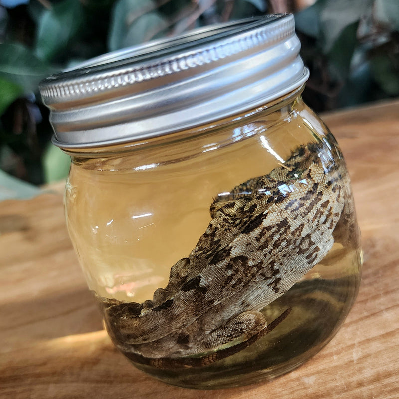 Madagascar Spiny-Tailed Iguana Wet Specimen (Ex-Museum) A