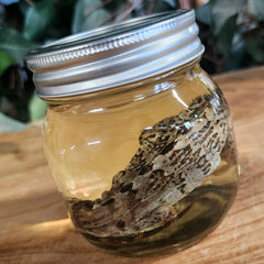 Madagascar Spiny-Tailed Iguana Wet Specimen (Ex-Museum) A
