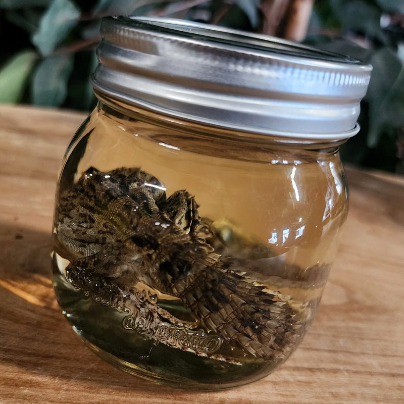 Madagascar Spiny-Tailed Iguana Wet Specimen (Ex-Museum) A