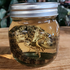Madagascar Spiny-Tailed Iguana Wet Specimen (Ex-Museum) A