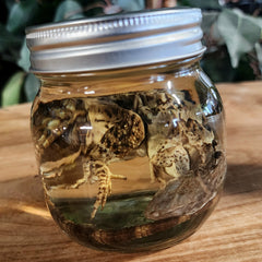 Madagascar Spiny-Tailed Iguana Wet Specimen (Ex-Museum) A