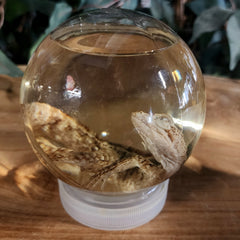 Basilisk/Jesus Lizard Wet Specimen (Ex-Museum)