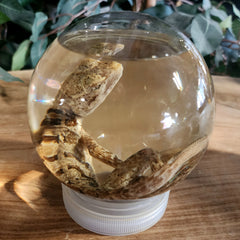 Basilisk/Jesus Lizard Wet Specimen (Ex-Museum)