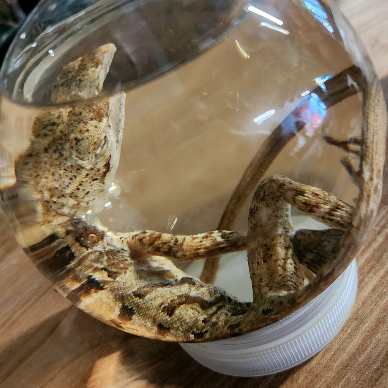 Basilisk/Jesus Lizard Wet Specimen (Ex-Museum)