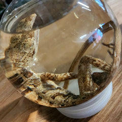 Basilisk/Jesus Lizard Wet Specimen (Ex-Museum)