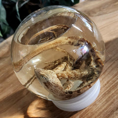 Basilisk/Jesus Lizard Wet Specimen (Ex-Museum)