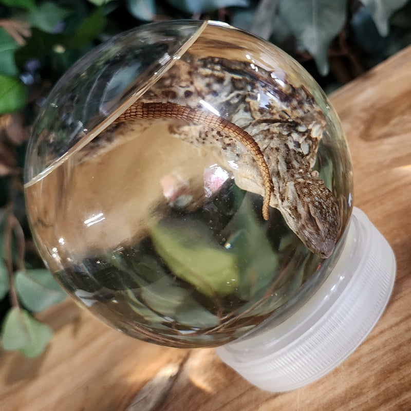 Madagascar Spiny-Tailed Iguana Wet Specimen (Ex-Museum) B