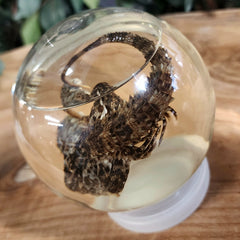 Madagascar Spiny-Tailed Iguana Wet Specimen (Ex-Museum) B
