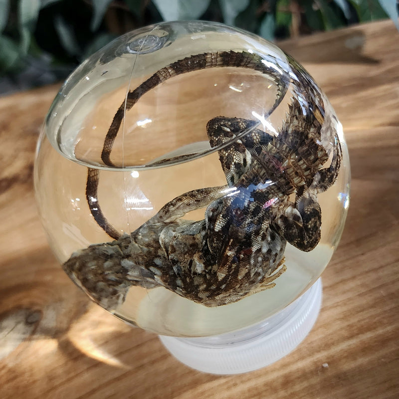 Madagascar Spiny-Tailed Iguana Wet Specimen (Ex-Museum) B