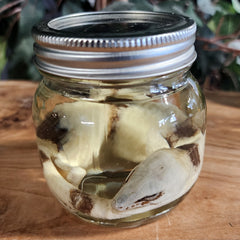 Peter's Banded Skink Wet Specimen (Ex-Museum)