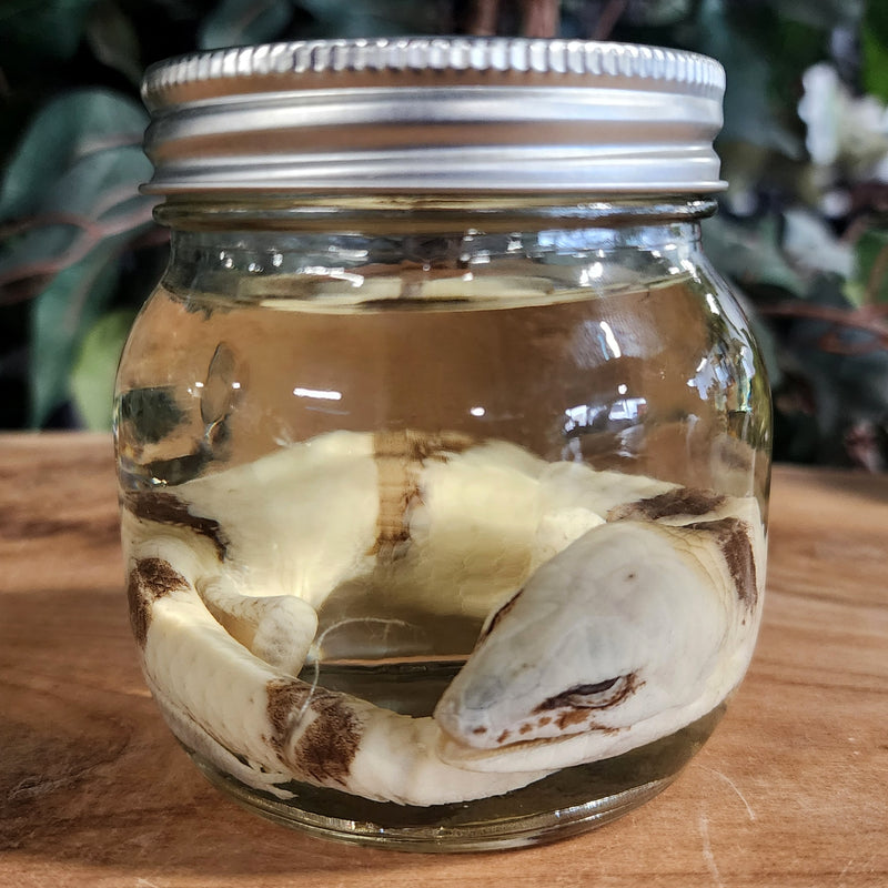 Peter's Banded Skink Wet Specimen (Ex-Museum)