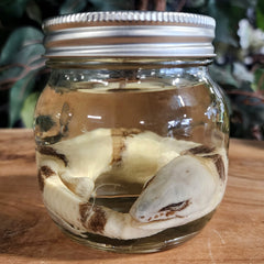 Peter's Banded Skink Wet Specimen (Ex-Museum)